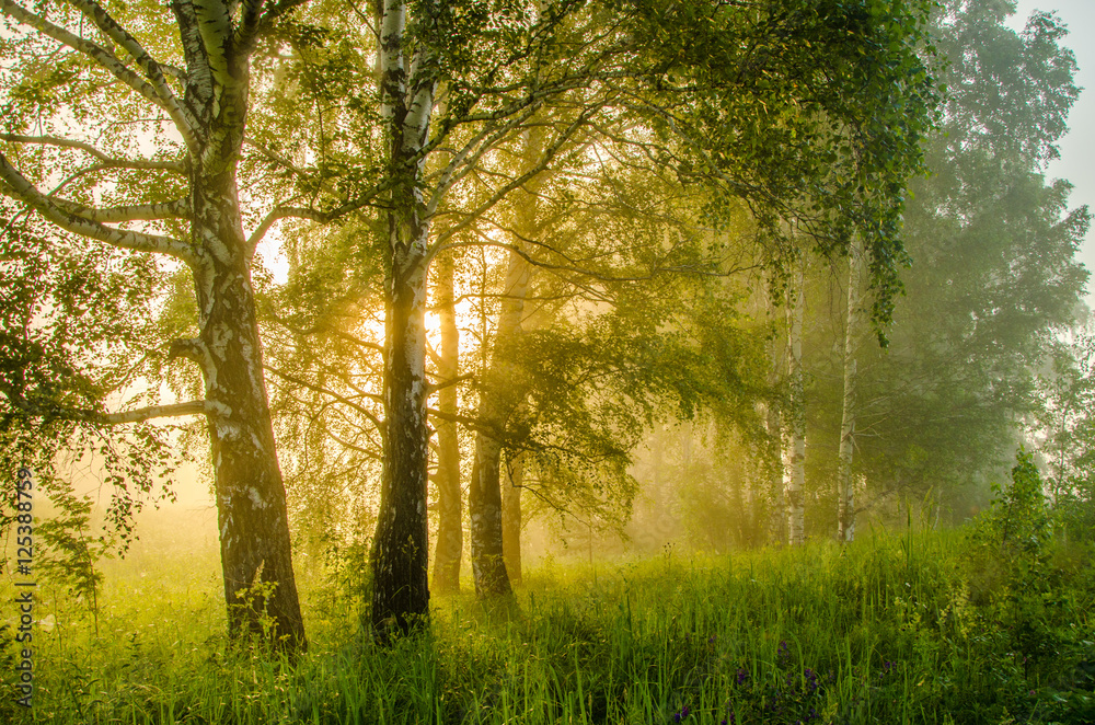thick morning fog in the summer forest thick morning fog in the summer forest