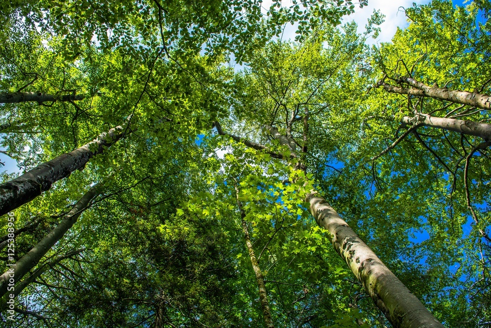 Fototapeta premium Hohe Baumkronen im Wald