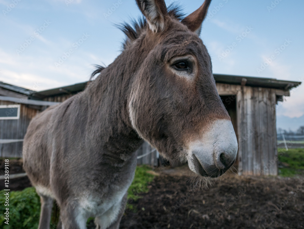 Donkey in front of a barn in Switzerland Donkey in front of a barn in Switzerland