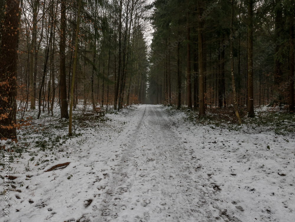 A road leading through a snowy forest in winter A road leading through a snowy forest in winter