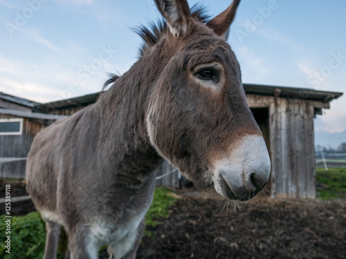 Donkey in front of a barn in Switzerland