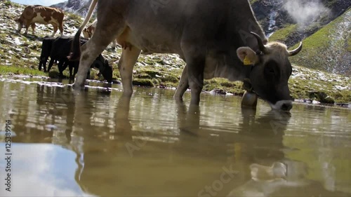 Kuh beim Wassertrinken im Gebirge photo