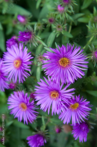 Aster