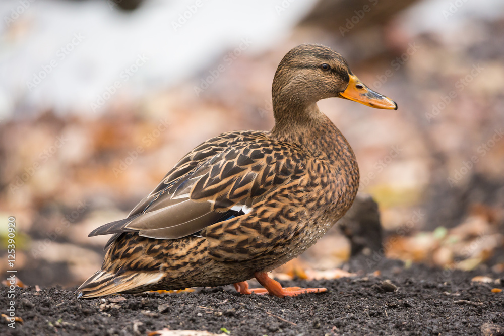 Female Mallard duck on land in the fall Female Mallard duck on land in the fall