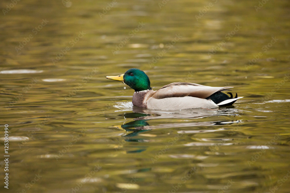 Obraz premium Drake mallards in the pond