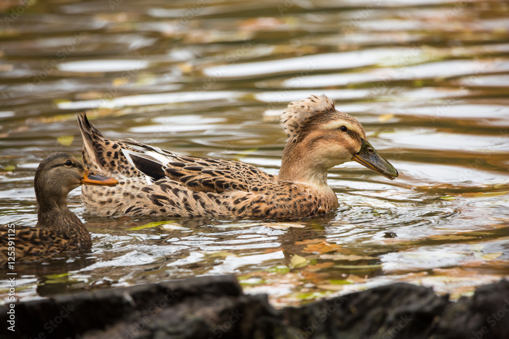 Obraz premium A female Mallard in the pond