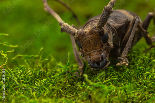 Longhorn beetle (Paraleprodera inidiosa), Beetle © suwatsir