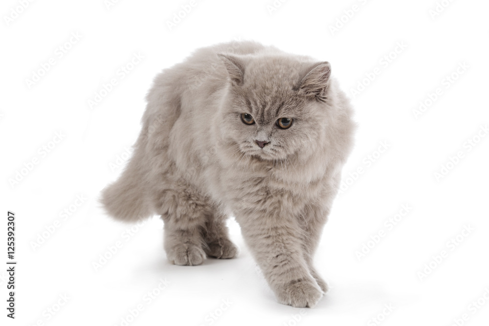 portrait jeune chatte de race british long hair couleur lilac 