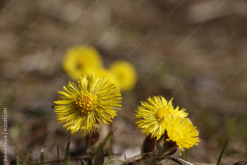 Flower foalfoot in a nice spring day Flower foalfoot in a nice spring day