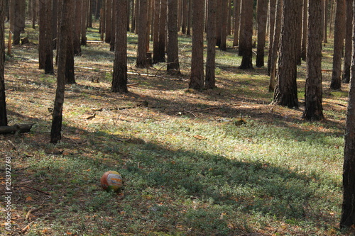 Детский мяч на лесной поляне photo