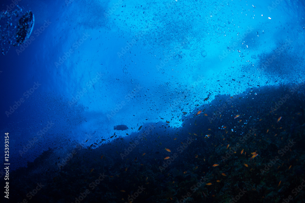 Obraz premium Coral garden