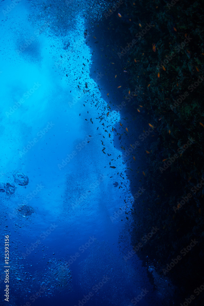 Coral garden Coral garden