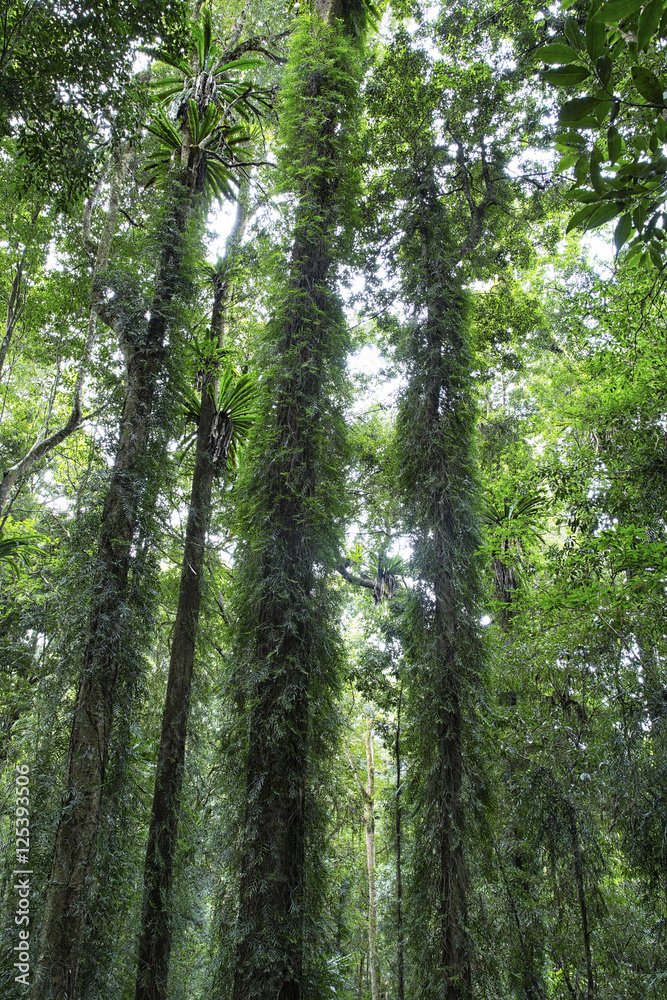 Rainforest at Dorrigo National Park, NSW, Australia Rainforest at Dorrigo National Park, NSW, Australia