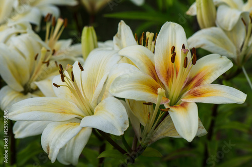 lily white with yellow center
