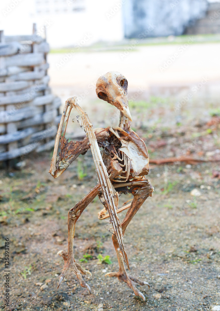 Foto Stock Skull bird ,dead bird fossil, fossil thailand. Adobe Stock