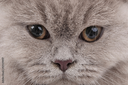 portrait jeune chatte de race british long hair couleur lilac 