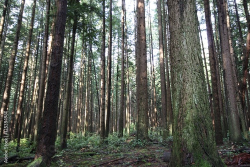 forest trees 