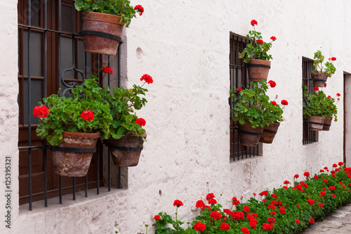 geraniums in courtyard