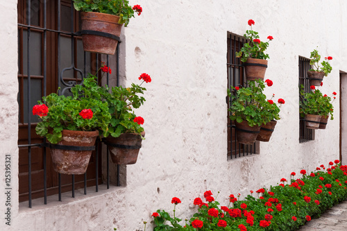 Fototapeta Naklejka Na Ścianę i Meble -  geraniums in courtyard