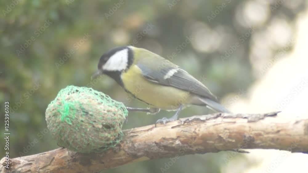 Video of tit eats fat ball at the manger on the perch Video of tit eats fat ball at the manger on the perch