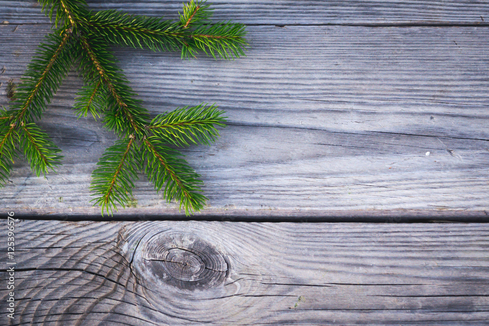 Coniferous branch 2 Coniferous branch 2