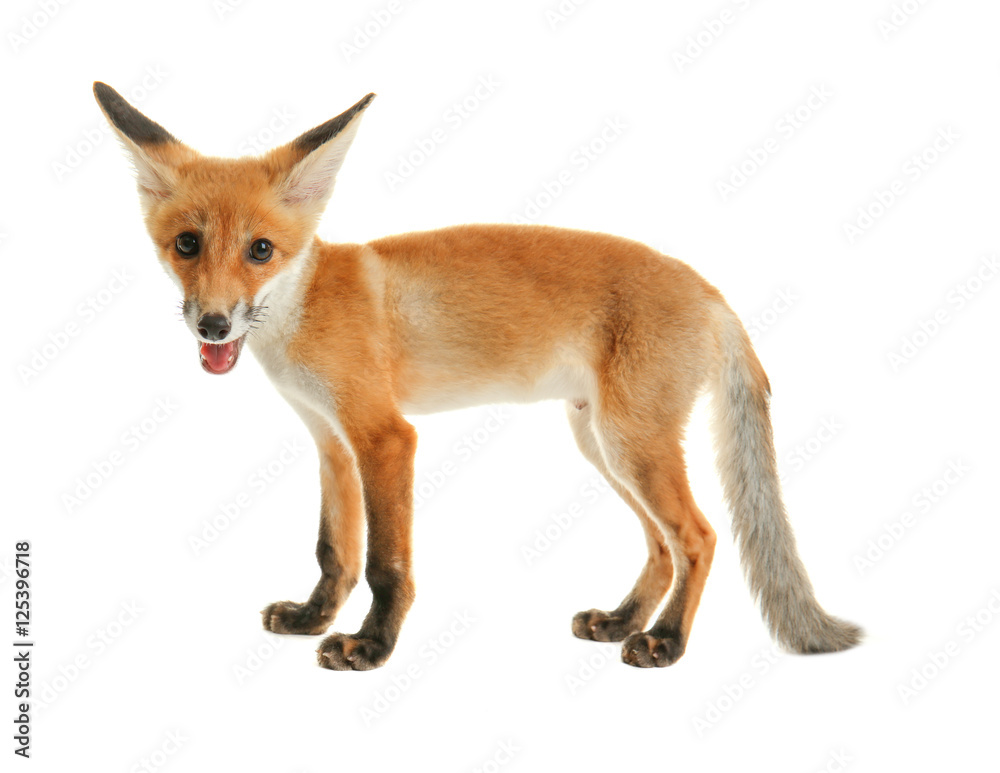 Obraz premium Cute fox cub isolated on white
