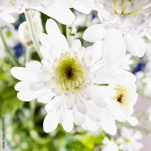 White Daisy in close up