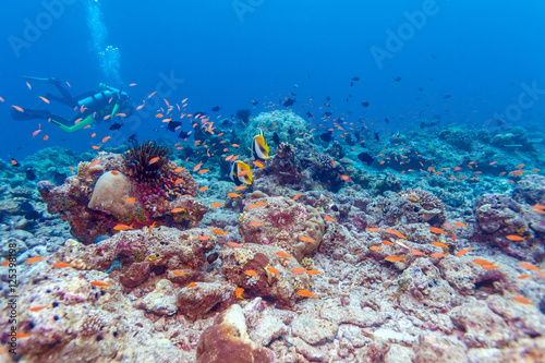 Fototapeta Naklejka Na Ścianę i Meble -  Pair of Banner Fishes near Coral, Maldives
