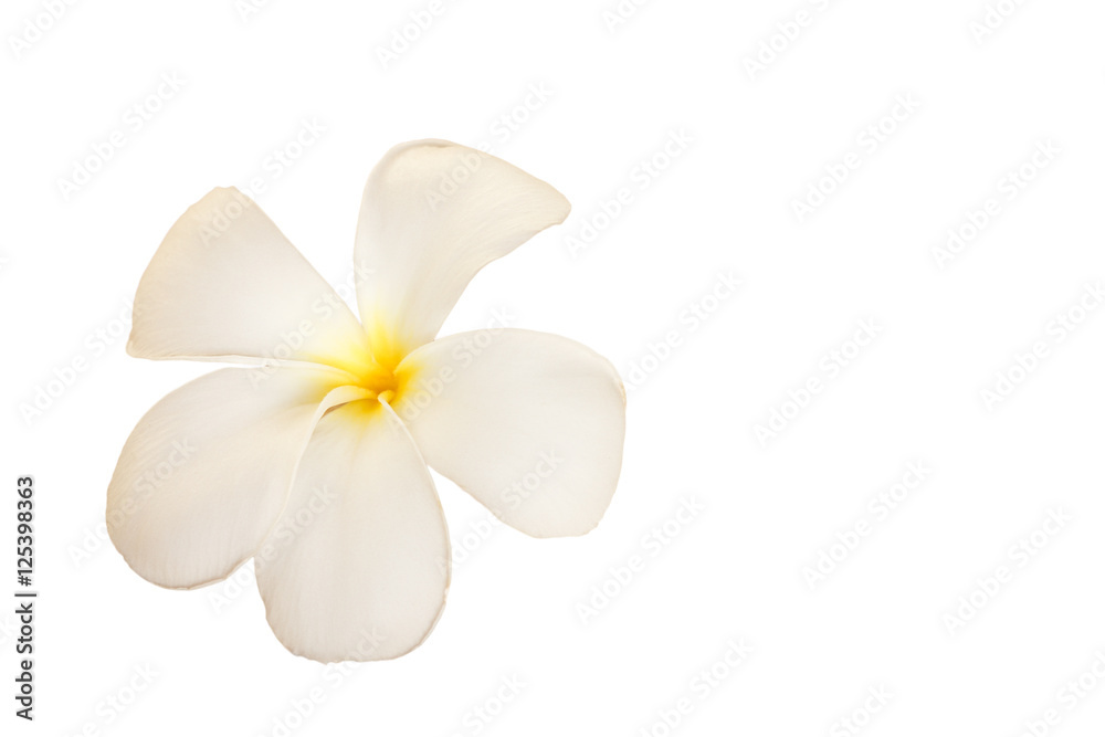 frangipani flower, temple flower frangipani flower, temple flower