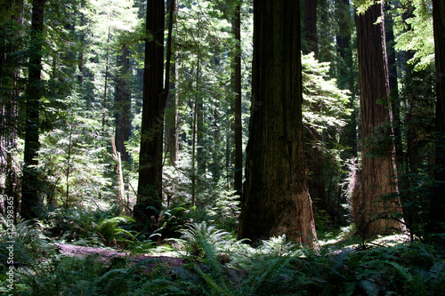 Forrest of Redwoods photo