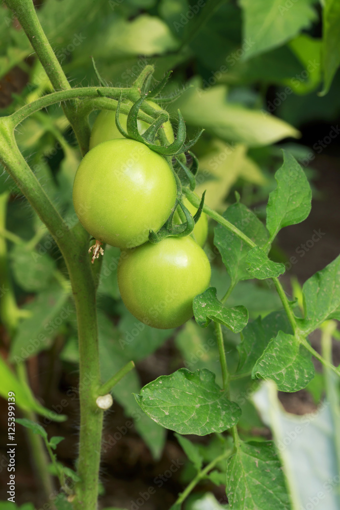 Fototapeta premium Green Tomatoes in a garden