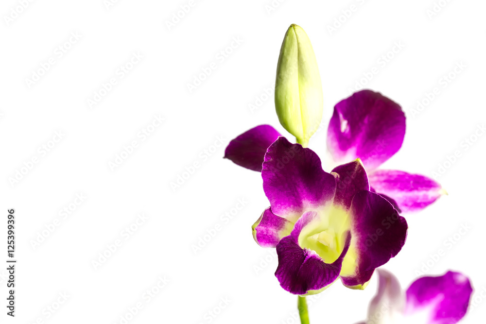 isolated purple orchids on white isolated purple orchids on white