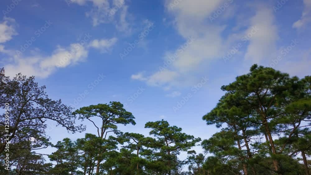 4K timelapse of pine tree with cloud flowing in Thailand