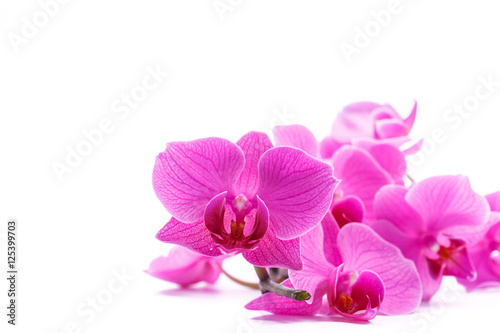 pink stripy phalaenopsis orchid