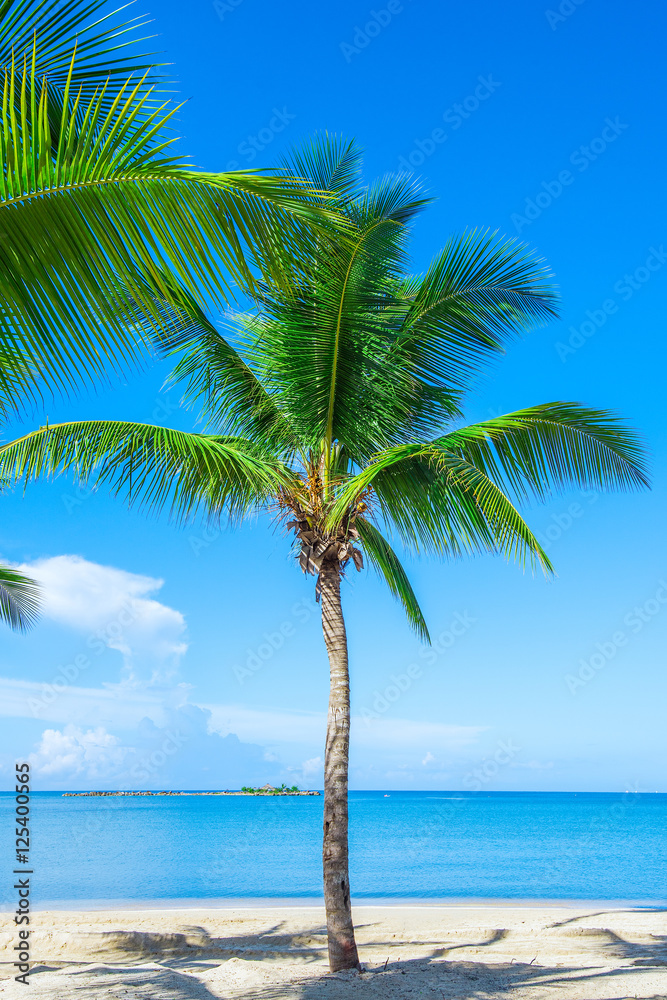 Obraz premium Palm Ocean Sky