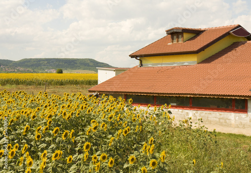 House with sunflowers photo