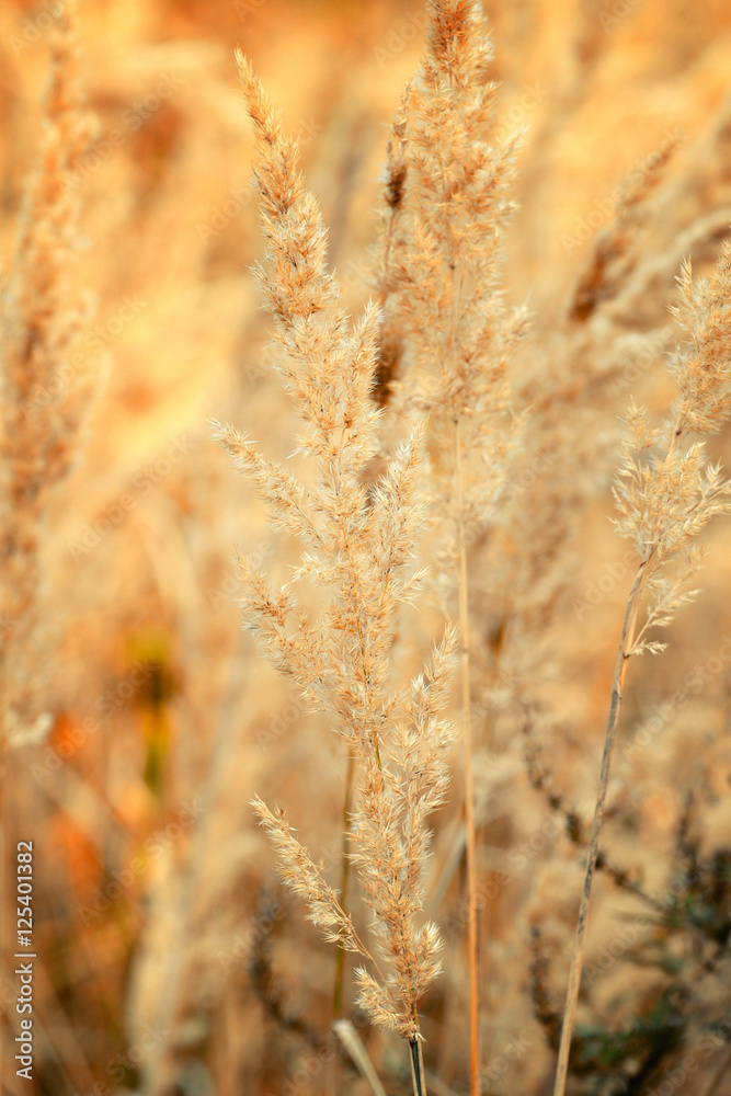 Ornamental Grass in the Fall. Autumn background. Ornamental Grass in the Fall. Autumn background.