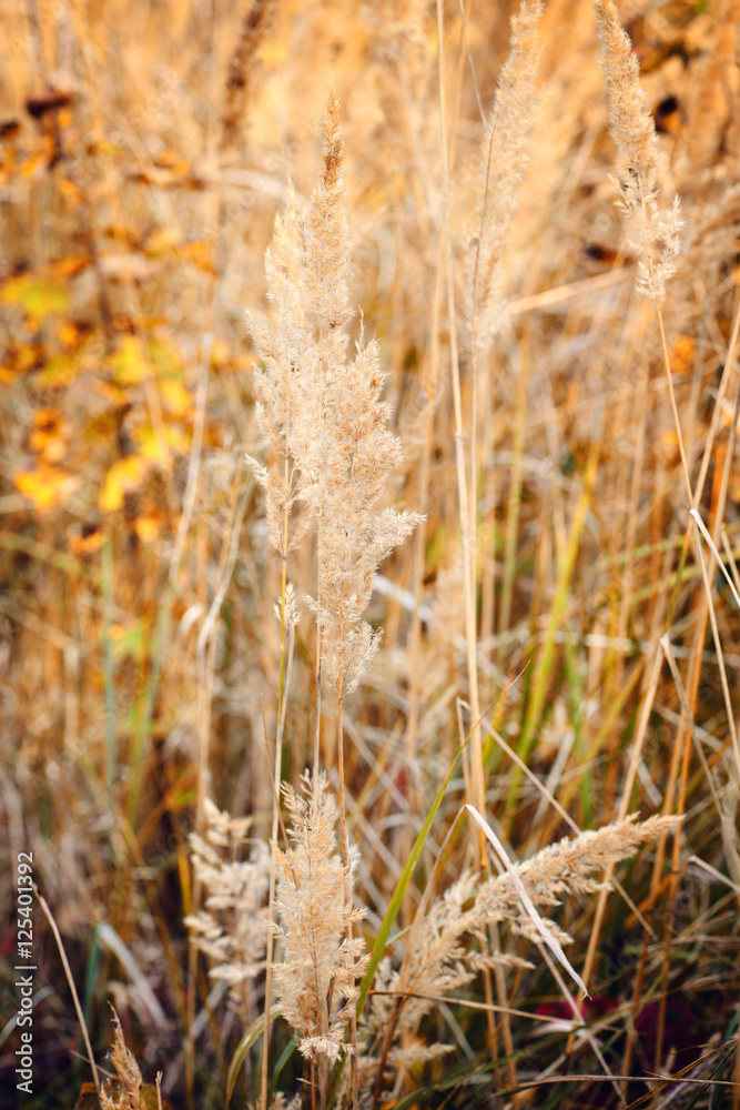 Fototapeta premium Ornamental Grass in the Fall. Autumn background.
