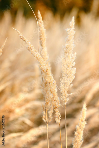Ornamental Grass in the Fall. Autumn background.