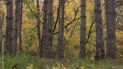 Wallpaper Mural Slider shot of autumn forest scenery, trees in wooded area Torontodigital.ca