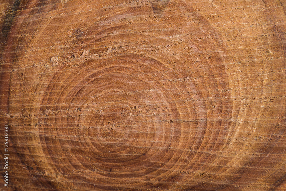 Naklejka premium cross section of the tree