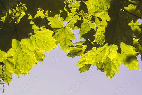 green autumn maple leaves over blue sky