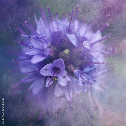 Flower with fly, close-up