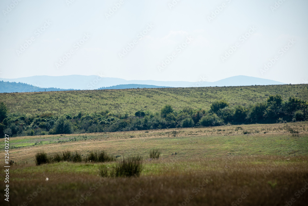 View to the carpathian mountains from forest View to the carpathian mountains from forest
