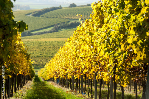 Fototapeta Naklejka Na Ścianę i Meble -  Autum Vineyard in Rhine-Hesse, Rheingau, near Mainz, Rhineland-Palatinate, Germany