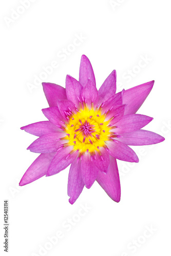 lotus flower on white background