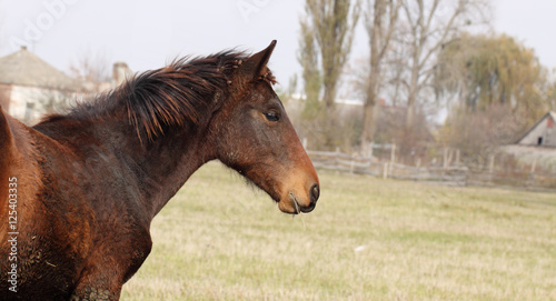 Freedom for horses are more important than hygiene