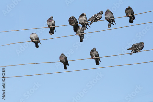 A flock of pigeons on the power lines