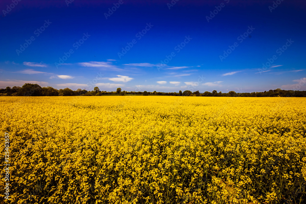 Obraz premium Irish Yellow