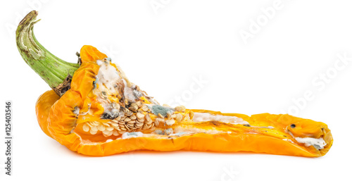 Rotten bell pepper isolated